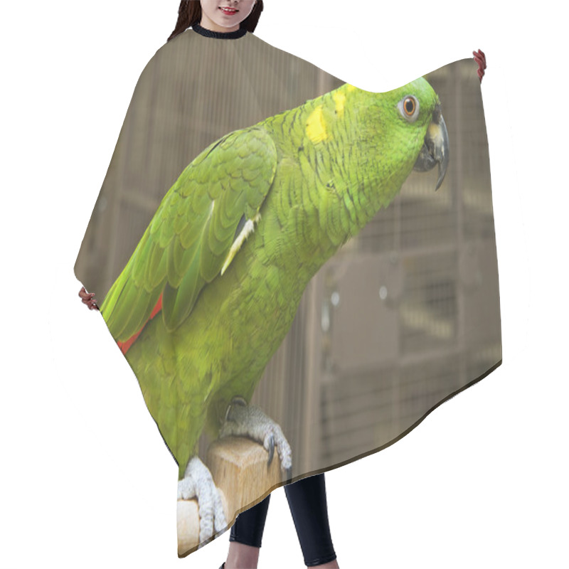 Personality  Amazon Parrot Hair Cutting Cape