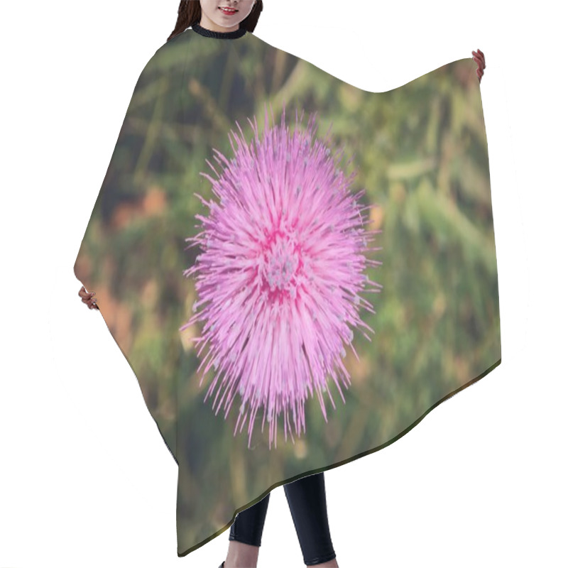 Personality  Light Purple Thistle Flower, Centered On The Frame. Detail Close Up. Hair Cutting Cape