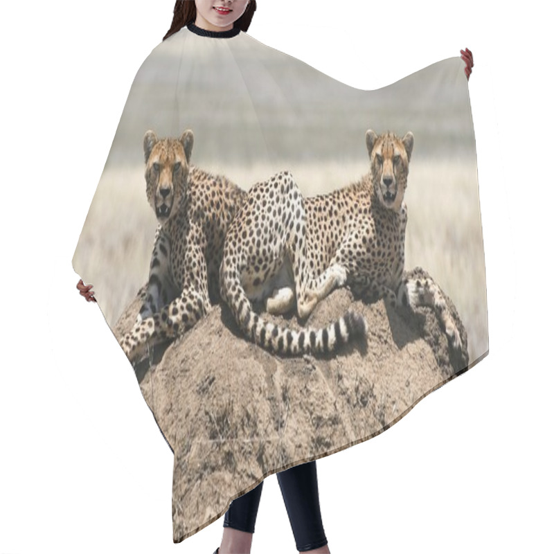 Personality  Two Cheetahs Hair Cutting Cape