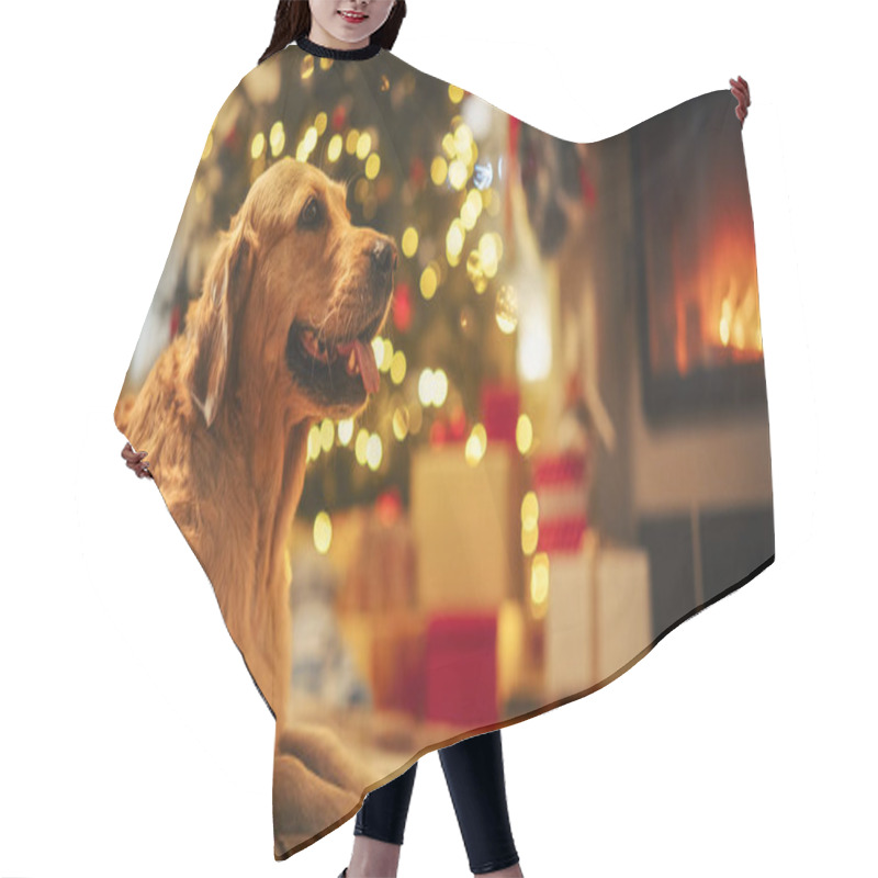 Personality  Cute Purebred Golden Retriever Enjoying The Warmth Inside On A Winter Snowy Night: Portrait Of A Dog Resting Calmly Next To A Christmas Tree Decorated Hair Cutting Cape