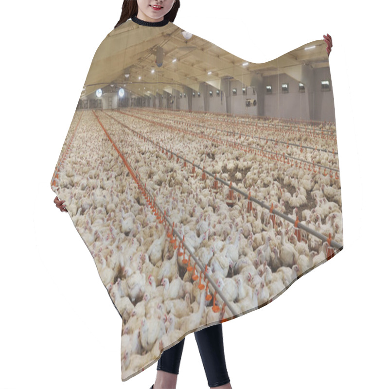 Personality  Meat Production Factory - Broiler Chickens. Hair Cutting Cape