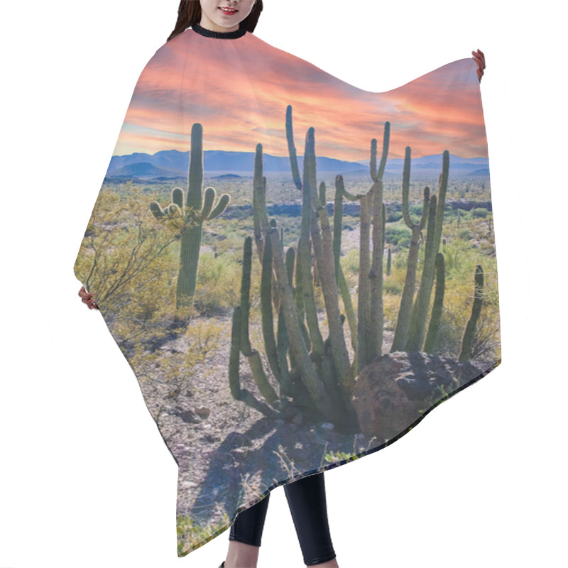 Personality  Desert Landscape With Cacti, Stenocereus Thurberi, Carnegiea Gigantea And Other Succulents And Plants In Organ Pipe National Park, Arizona Hair Cutting Cape