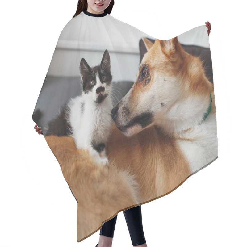 Personality  Cute Little Kitty Sitting On Big Golden Dog On Bed With Pillows In Stylish Room. Adorable Black And White Kitten And Puppy With Funny Emotions Playing Together On Blanket. Best Friends Hair Cutting Cape