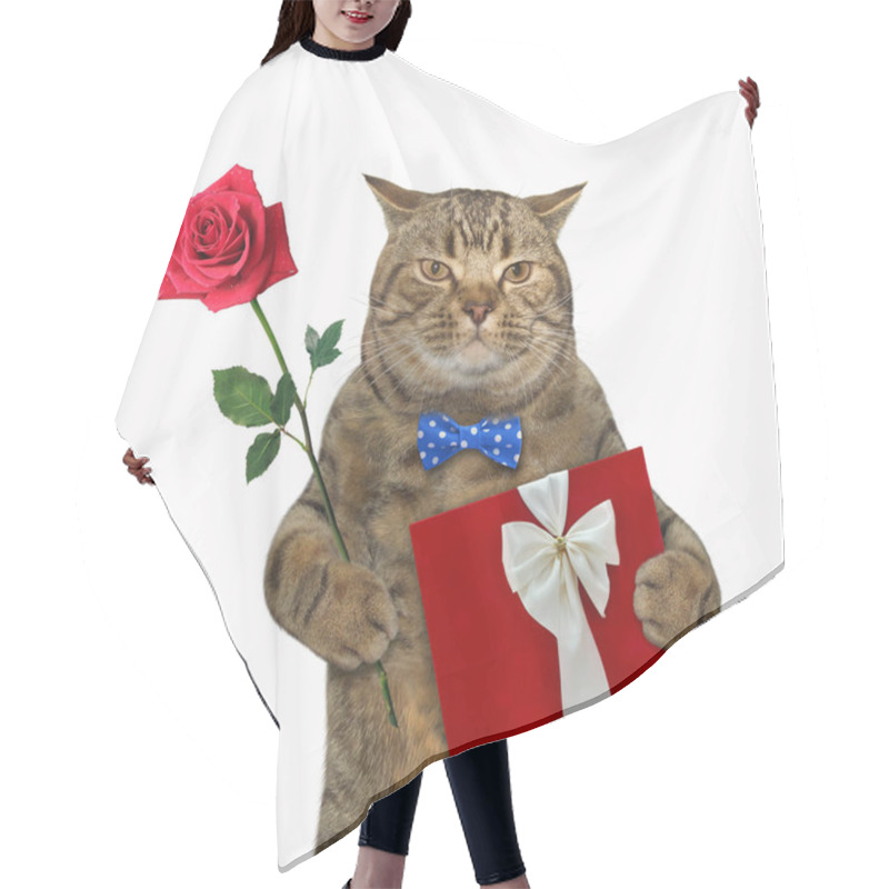 Personality  The Beige Cat In A Blue Bow Tie Holds A Rose And A Red Gift Box. White Background. Isolated. Hair Cutting Cape