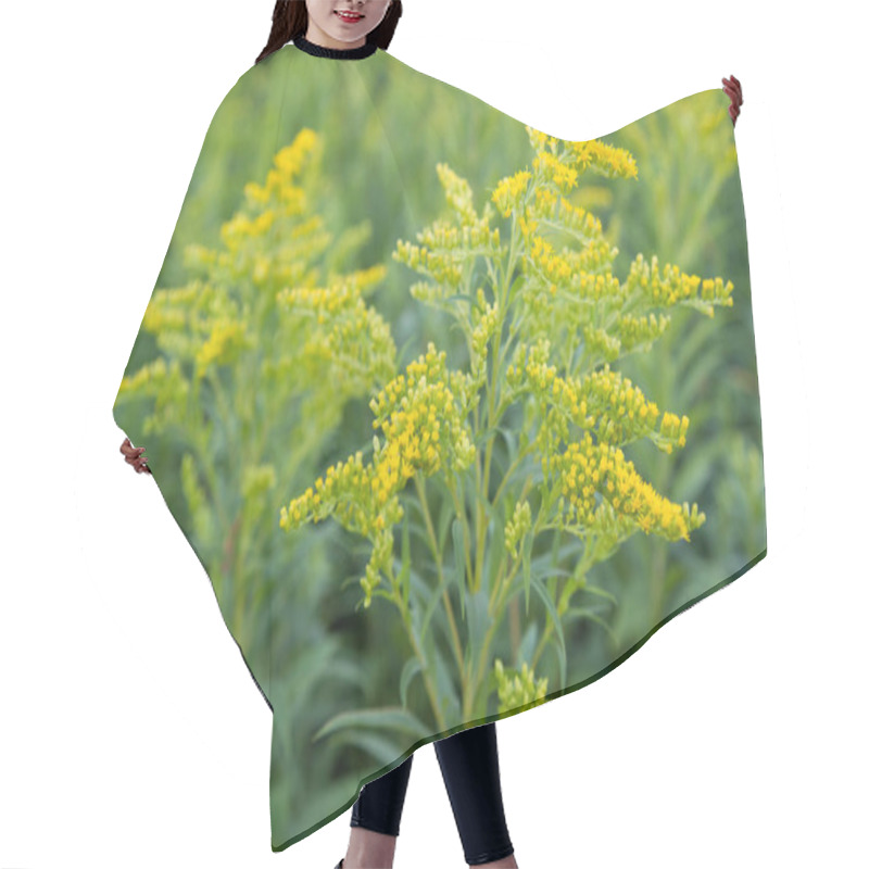 Personality  Solidago (goldenrods) Plant Starting To Bloom In A Meadow Hair Cutting Cape