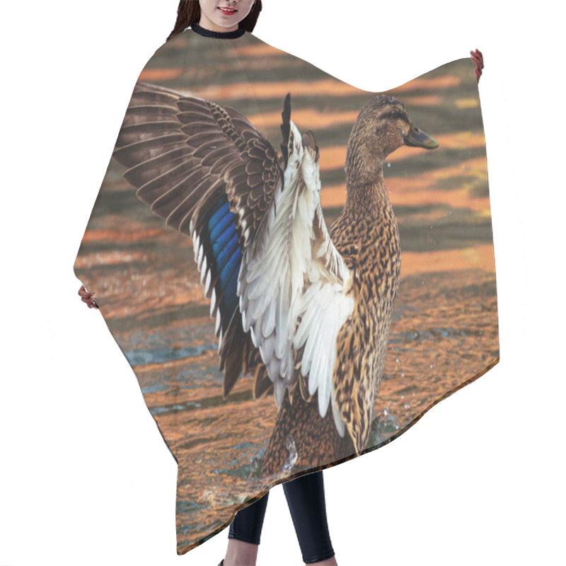 Personality  Detailed Photo Of A Female Wild Duck Flapping Its Wings In The Water. Hair Cutting Cape