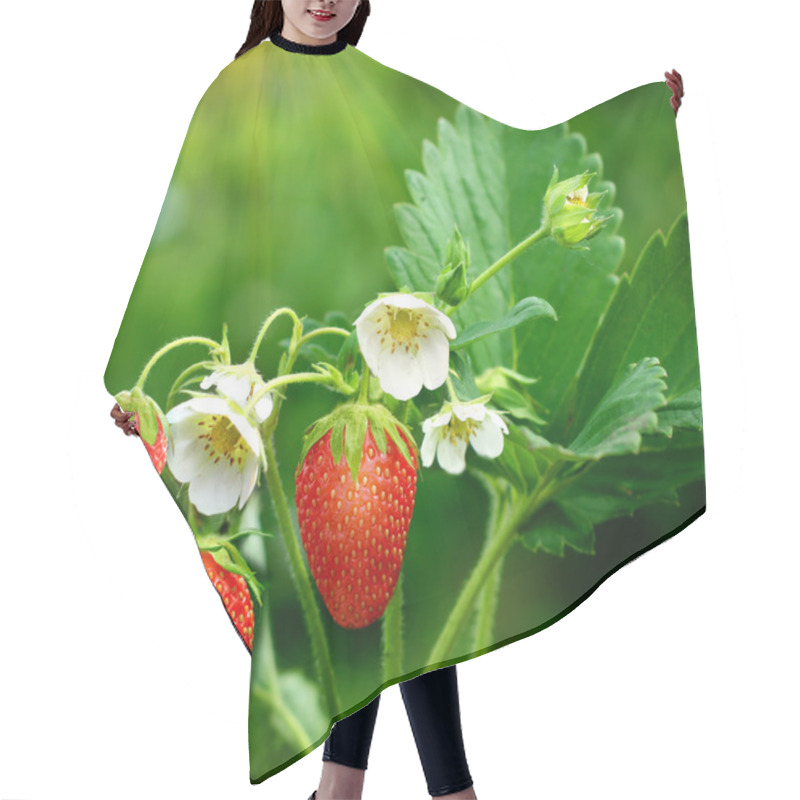 Personality  Bush Of Strawberry Hair Cutting Cape