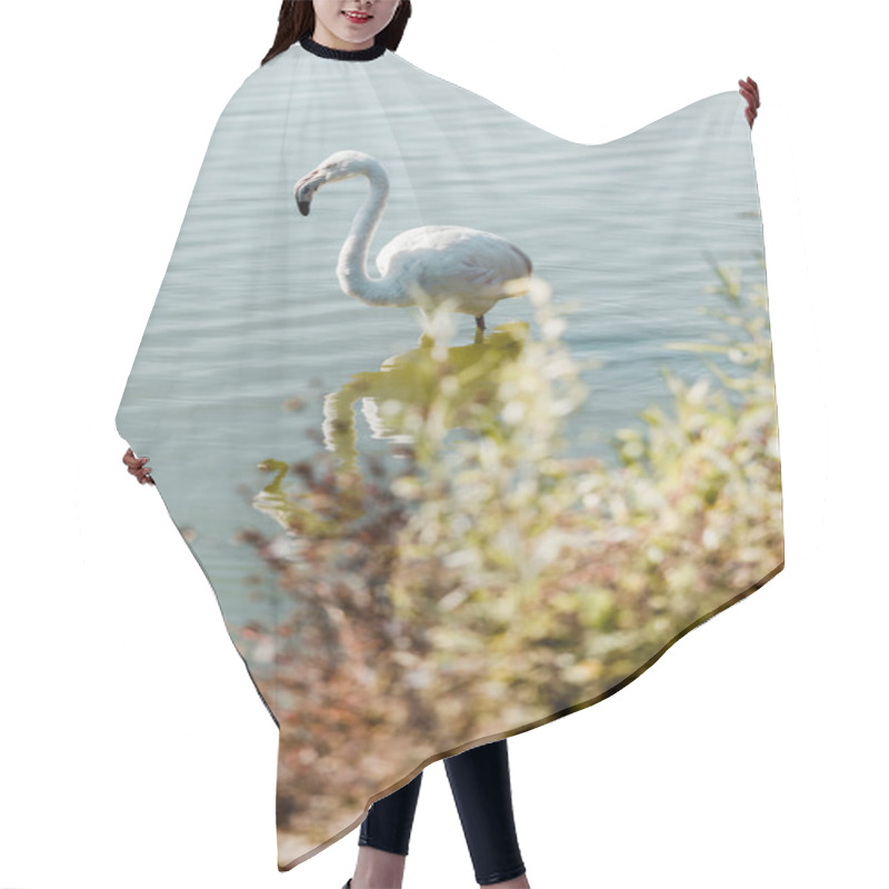 Personality  Selective Focus Of Pink Flamingo Standing In Pond  Hair Cutting Cape