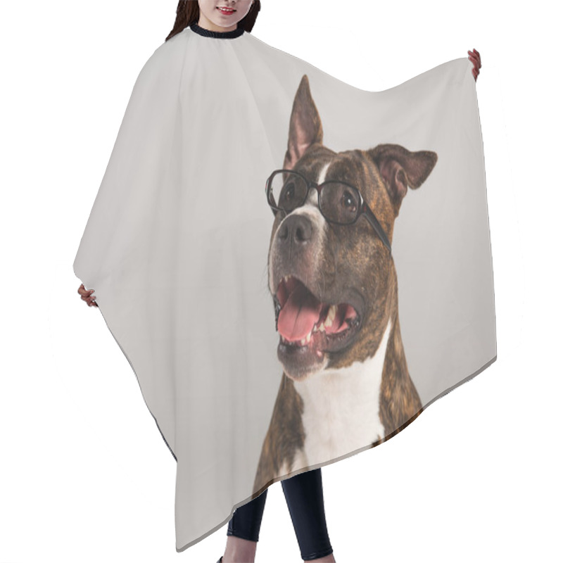 Personality  Purebred Staffordshire Bull Terrier In Eyeglasses Isolated On Grey  Hair Cutting Cape