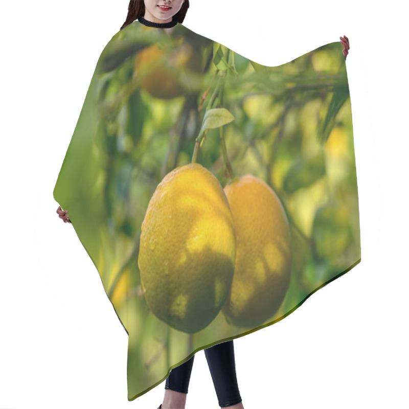 Personality  Ripening Lemons Hang Delicately On Green Branches, Illuminated By Warm Sunlight In A Peaceful Orchard During Midday. Hair Cutting Cape