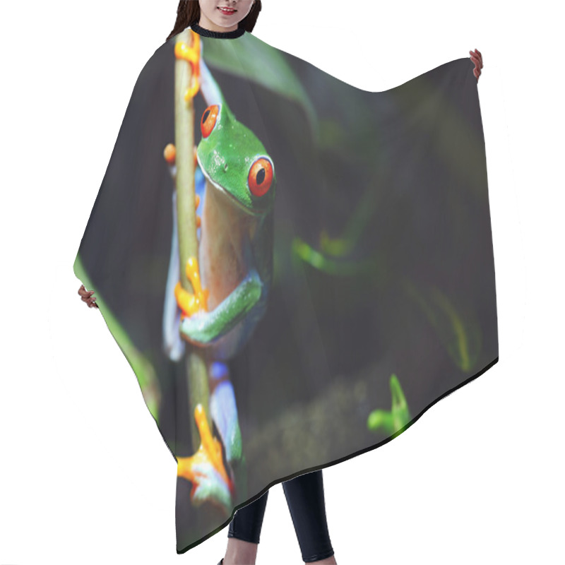 Personality  Red-Eyed Tree Frog Hair Cutting Cape