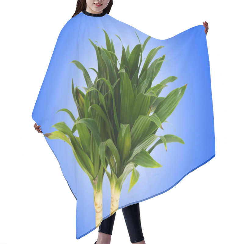 Personality  Dracaena Plant Against Gradient Background Hair Cutting Cape