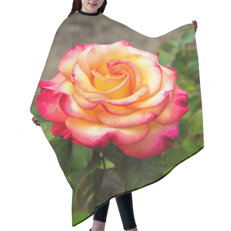 Personality  Rose Blossom In A Large Garden Hair Cutting Cape