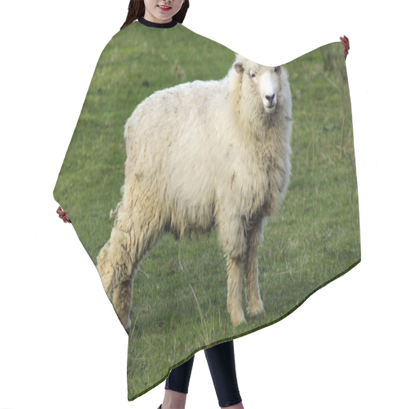 Personality  New Zealand Perendale Sheep Hair Cutting Cape