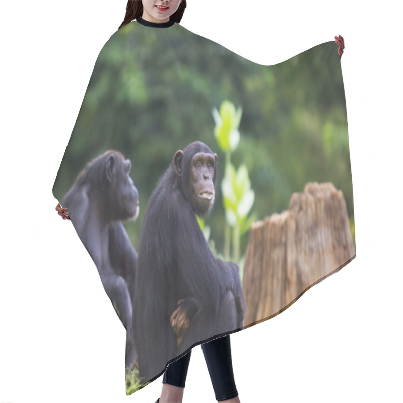 Personality  Chimpanzee Hair Cutting Cape