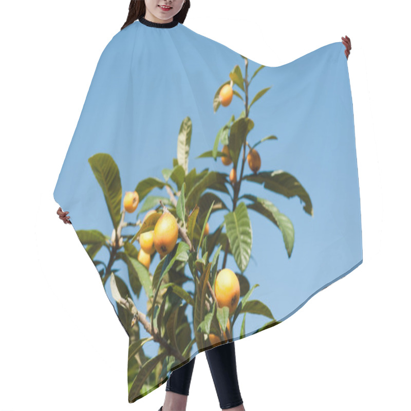 Personality  Loquat Hair Cutting Cape