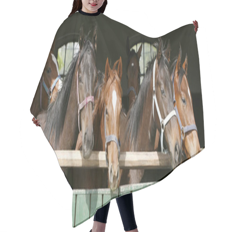 Personality  Thoroughbred Young Horses Looking Over Wooden Barn Door In Stabl Hair Cutting Cape