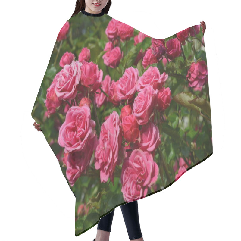 Personality  Green Bush With Fresh Delicate Pink Roses And Green Leaves In A Garden In A Sunny Summer Day, Floral Background Hair Cutting Cape