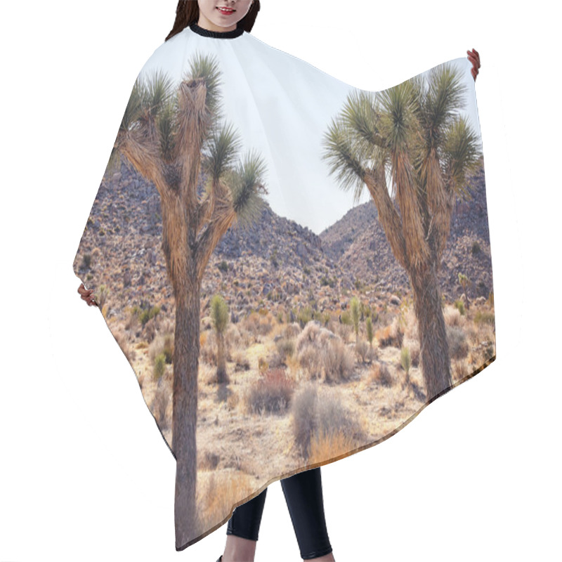 Personality  Trees Yucca Brevifolia Mojave Desert Joshua Tree National Park Hair Cutting Cape