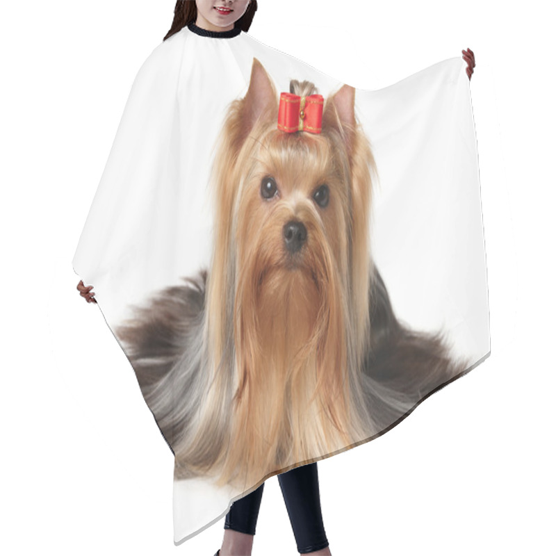 Personality  Yorkshire Terrier Hair Cutting Cape