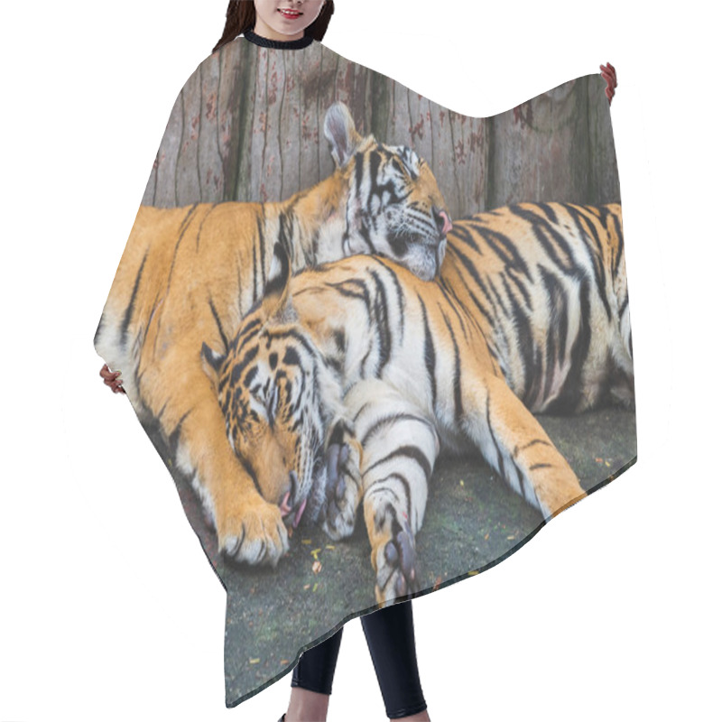 Personality  Two Bengal Tigers Resting And Sleeping Hair Cutting Cape