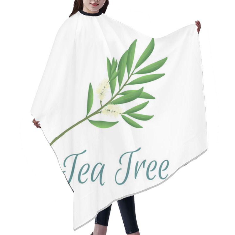 Personality  Tea Tree Branch With Flowers And Leaves. Malaleuca Or Tea Tree Design Composition. Vector Illustration For Web Or Print Hair Cutting Cape