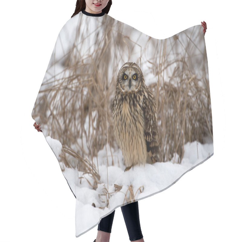 Personality  Short Eared Owl Hair Cutting Cape