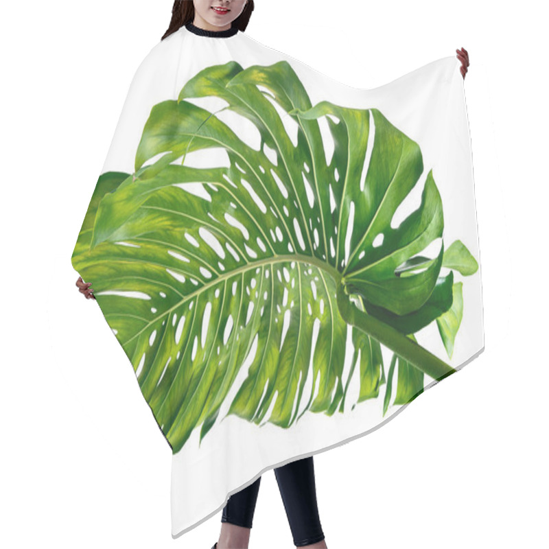 Personality  Monstera Deliciosa Leaf Or Swiss Cheese Plant, Isolated On White Background, With Clipping Path Hair Cutting Cape