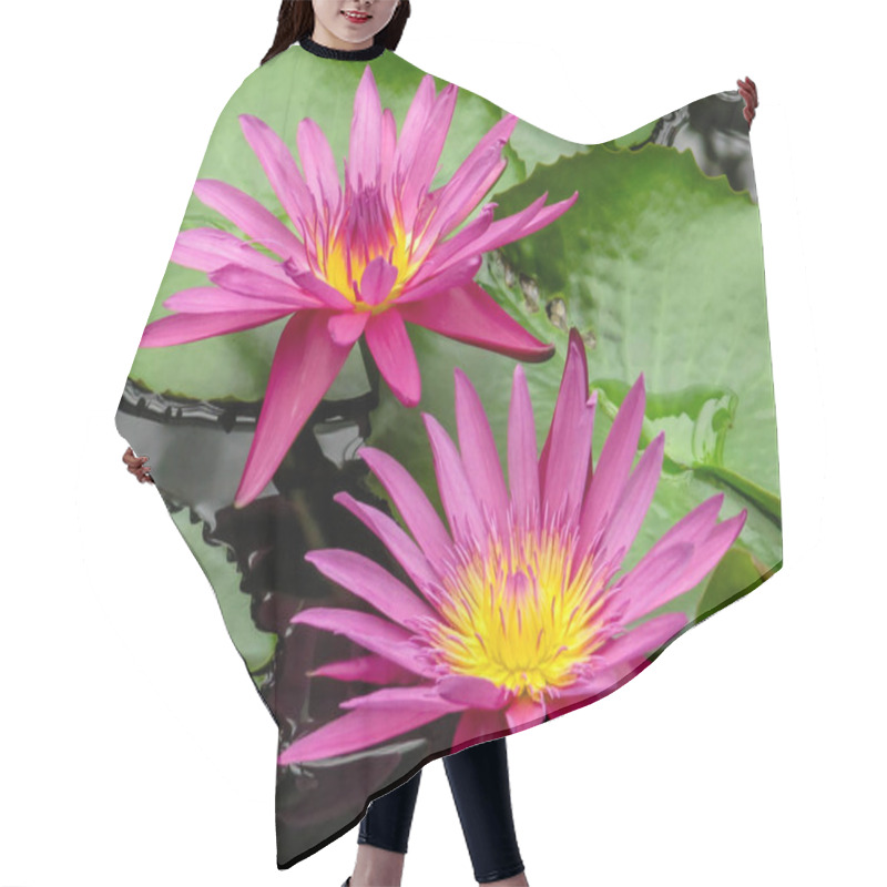 Personality  Pink And Yellow Waterlily Flowers (Nymphaea) Amongst Green Lily Pads Hair Cutting Cape