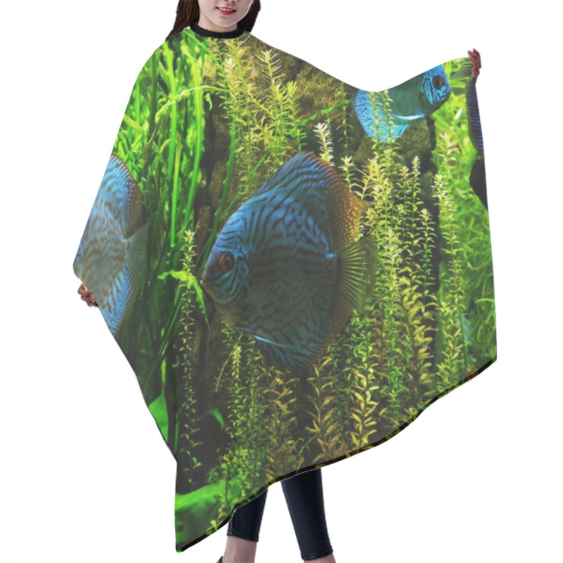 Personality   Exotic Fishes In An Aquarium Hair Cutting Cape