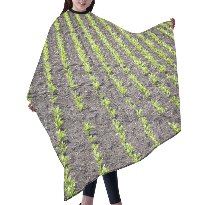 Personality  Seedlings Crop Field In Spring, Agricultural Theme Hair Cutting Cape