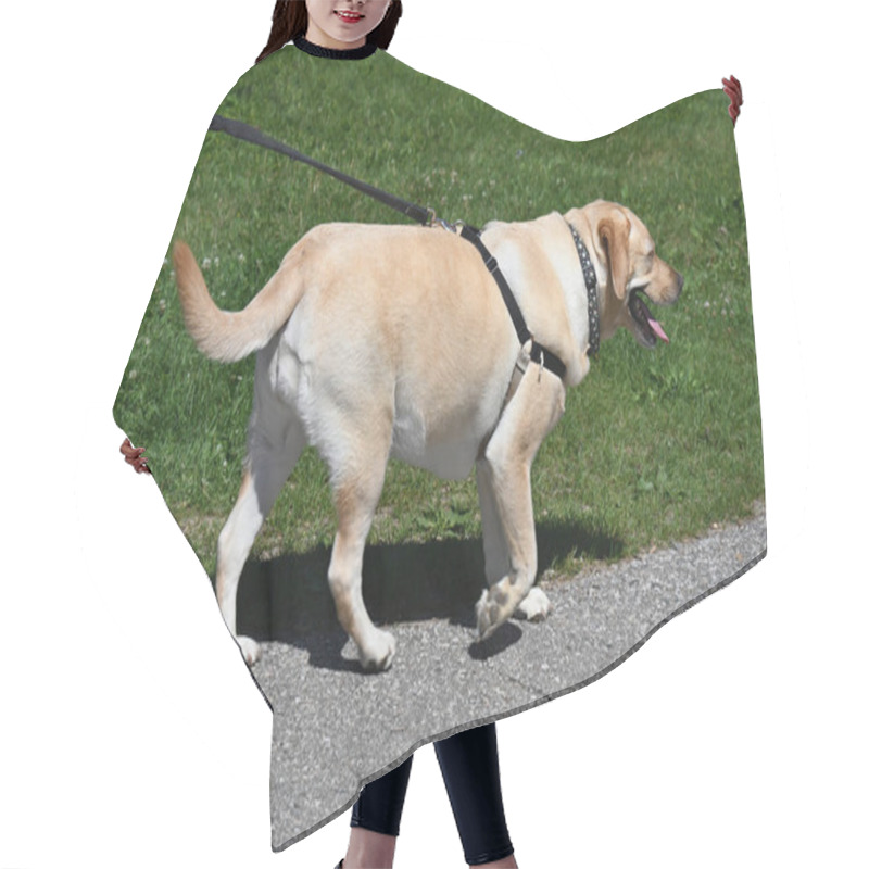 Personality  Dog Walking In The Park Hair Cutting Cape