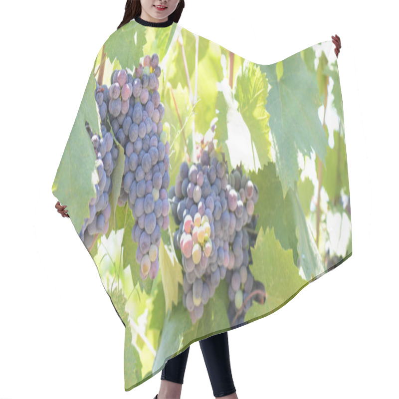 Personality  Red Grapes On The Vine Hair Cutting Cape