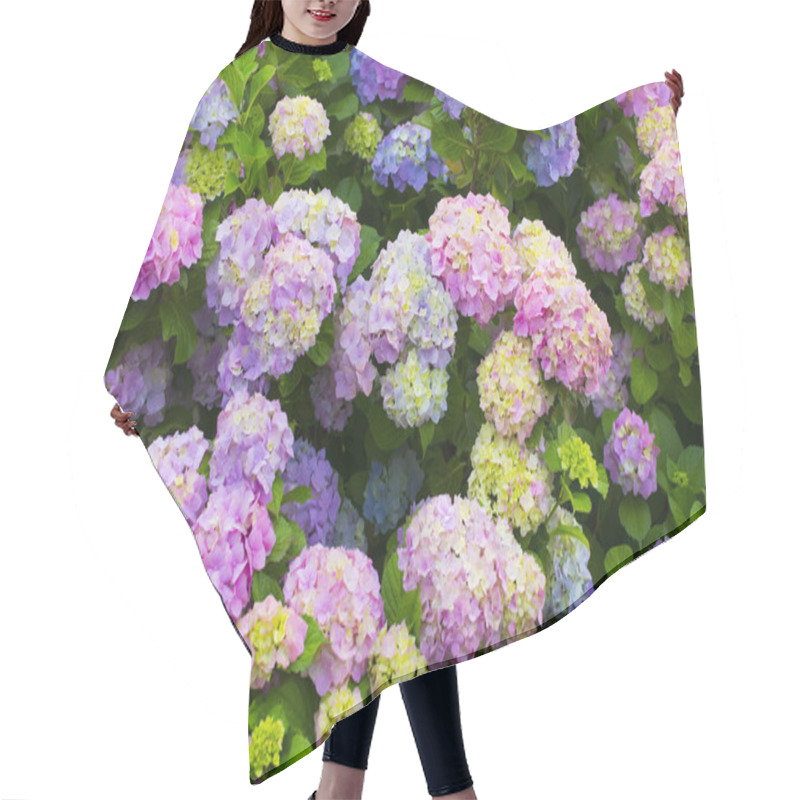 Personality  Hydrangea Flowers In A Garden Hair Cutting Cape