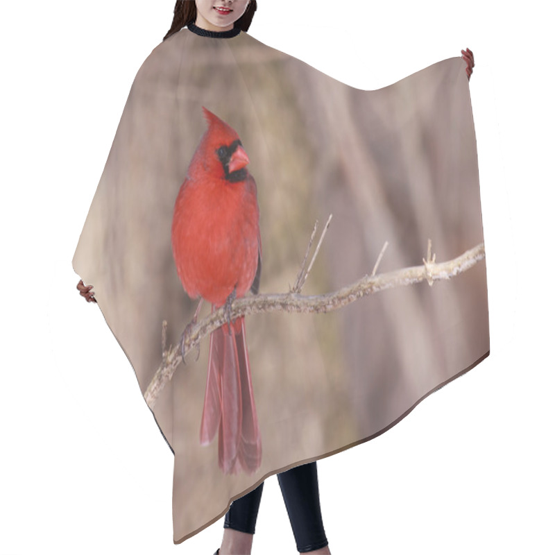 Personality  Cardinal On A Cool Autumn Day Hair Cutting Cape