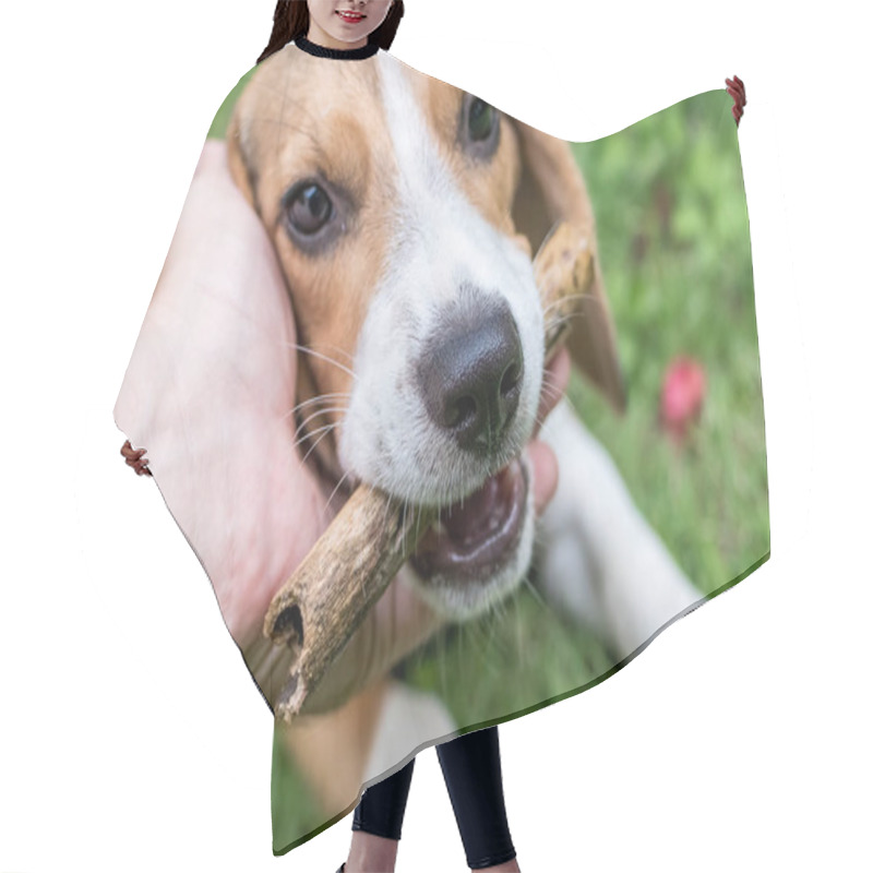 Personality  Cute Puppy Beagle Dog On A Natural Green Background. Tropical Island Bali, Indonesia. Hair Cutting Cape