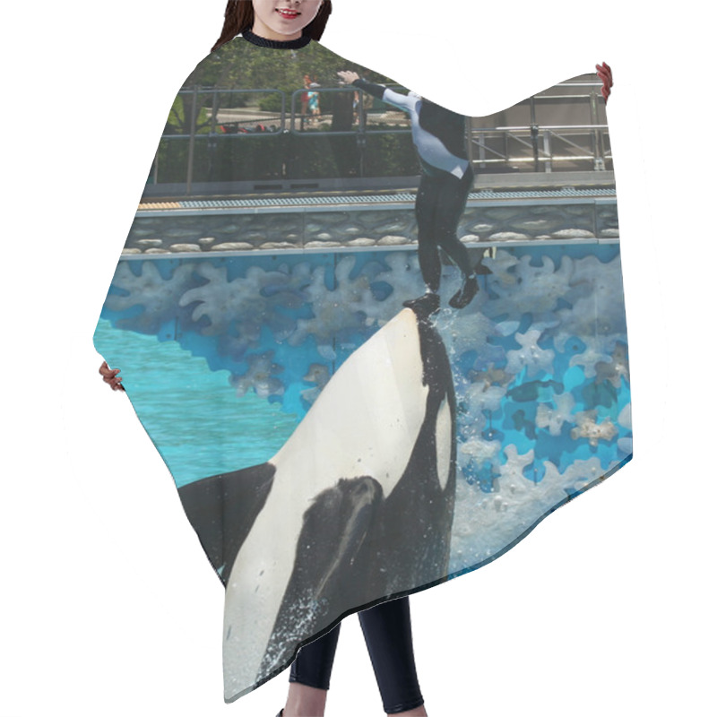 Personality  A Trainer Is Lifted On An Orca's Nose Hair Cutting Cape