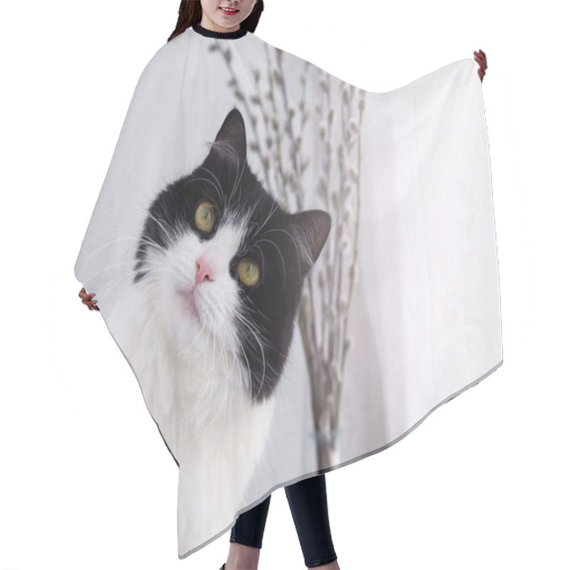 Personality  Portrait Of A Domestic Black And White Cat, Close-up Hair Cutting Cape