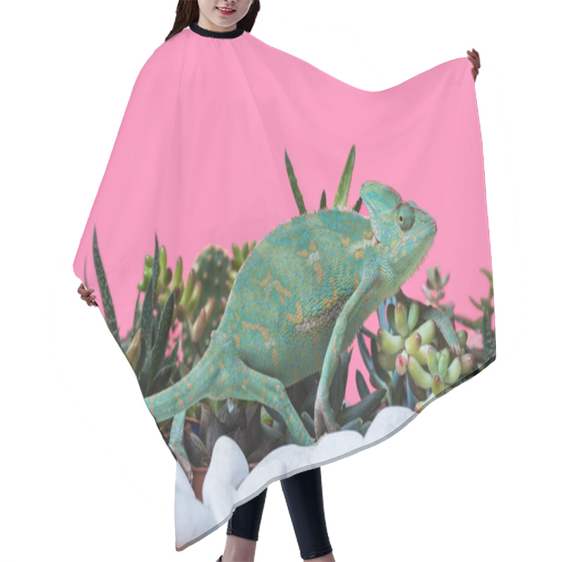 Personality  Side View Of Cute Exotic Chameleon Crawling On Stones And Succulents Isolated On Pink Hair Cutting Cape