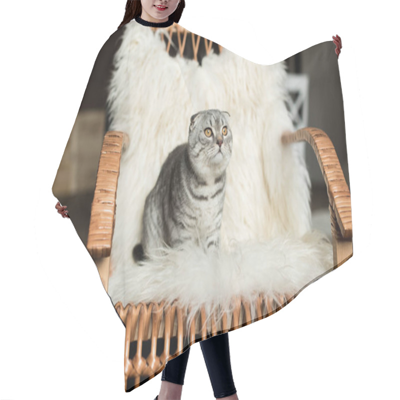 Personality  Cat On Rocking Chair Hair Cutting Cape