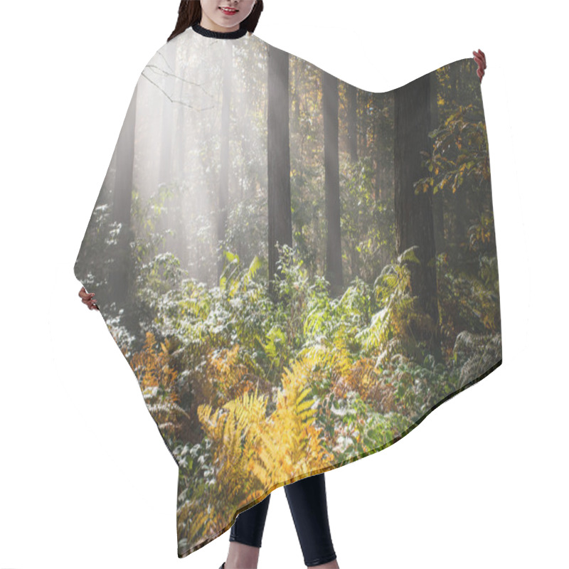 Personality  Wet Autumn Forest With Fog Hair Cutting Cape