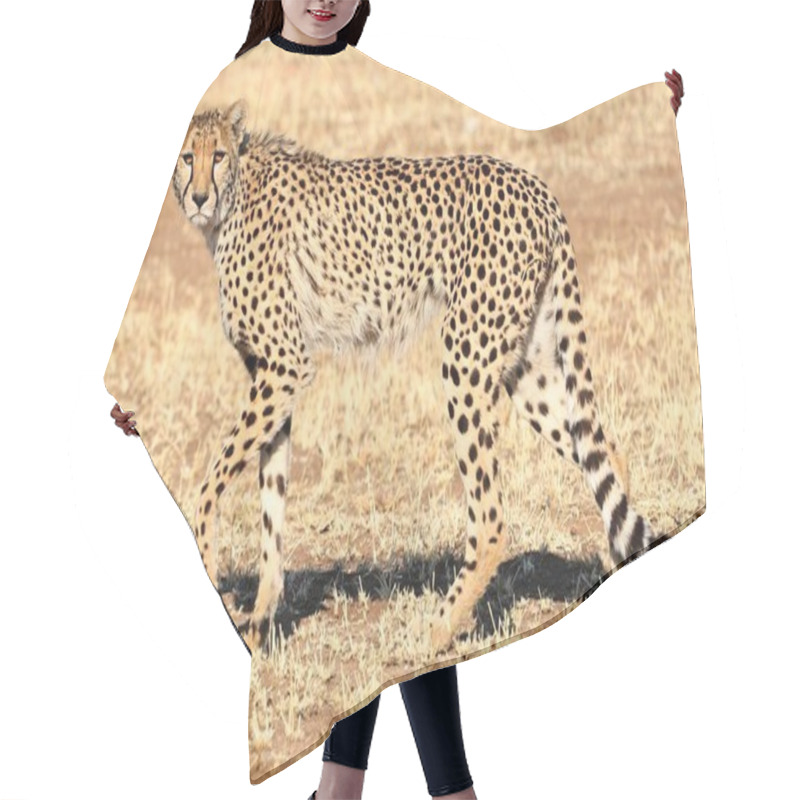 Personality  A Closeup Shot Of A Cheetah Walking On The Savanna Plane Of Nambia Hair Cutting Cape