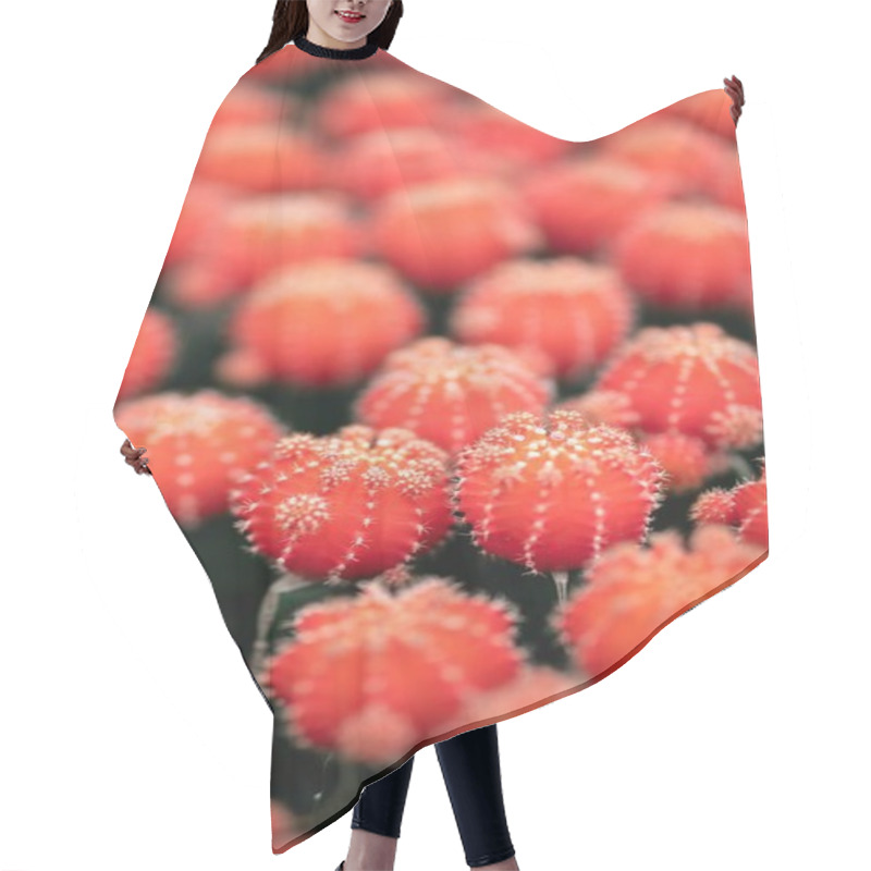 Personality  A Vibrant Scene Of Clustered Red Cacti Showcasing Intricate Details. Hair Cutting Cape