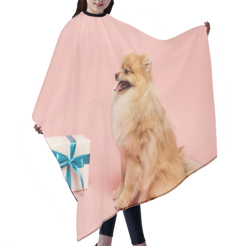 Personality  Adorable Pomeranian Spitz Dog With Birthday Gift On Pink Hair Cutting Cape