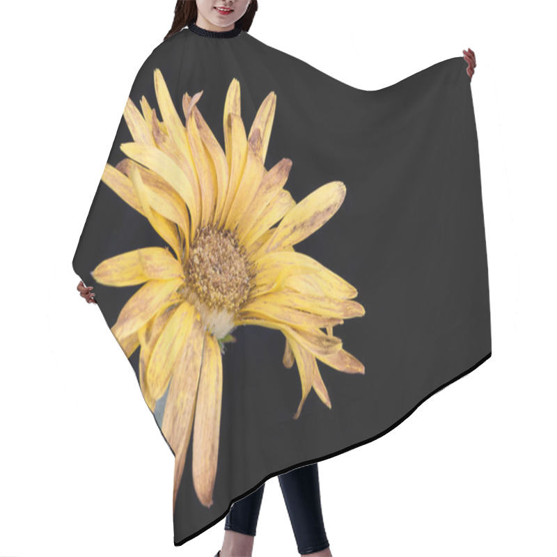 Personality  Yellow Dahlia Withered Flower With Petals Hair Cutting Cape