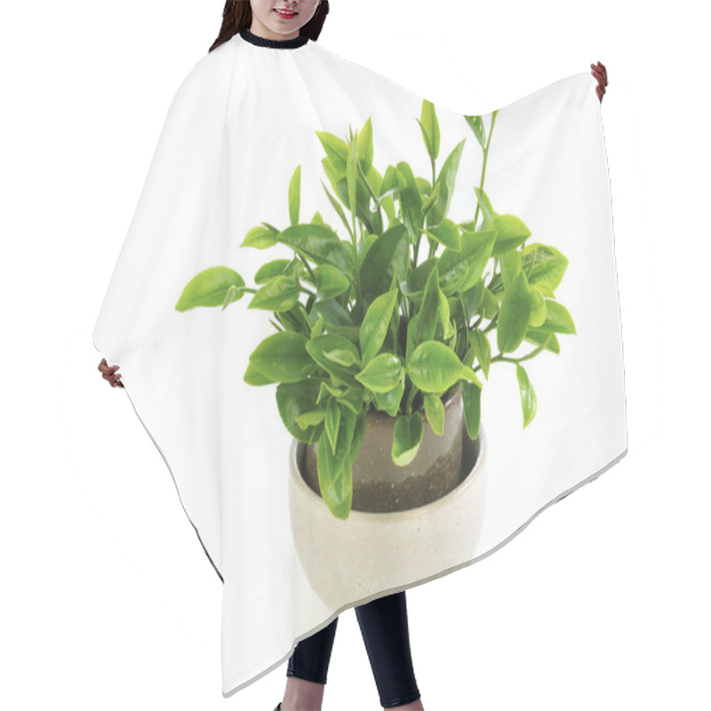 Personality  High Angle Shot Of The Tea Leaves In The Bottle Hair Cutting Cape