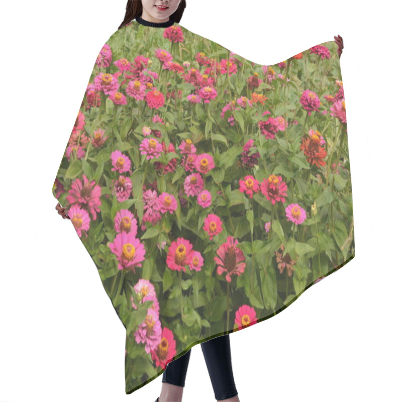 Personality  Common Zinnia Or Elegant Zinnia (Zinnia Elegans) In Garden. Hair Cutting Cape