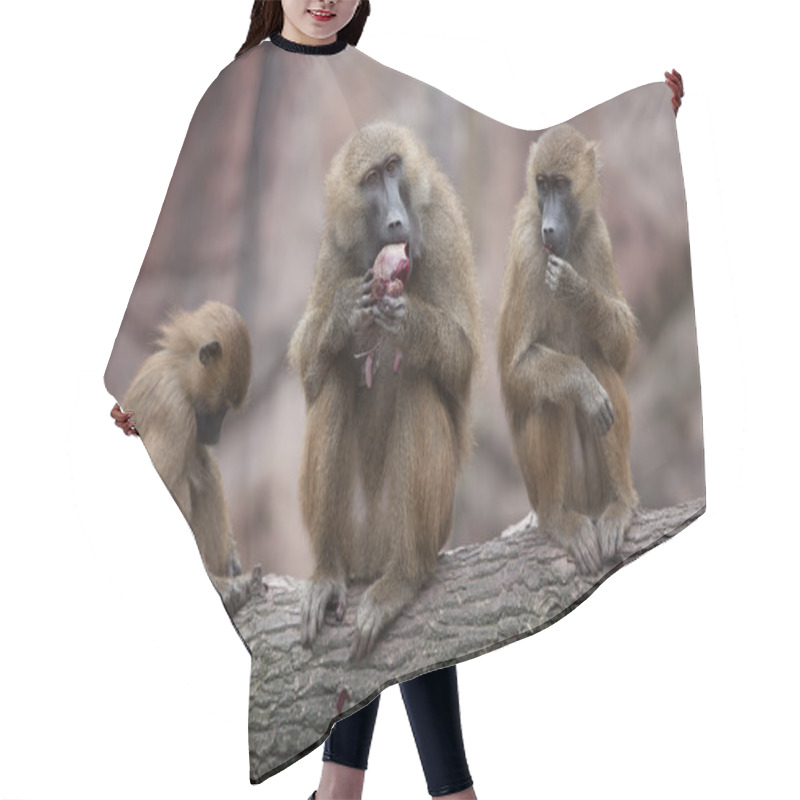 Personality  Guinea Baboons (Papio Papio).  Hair Cutting Cape