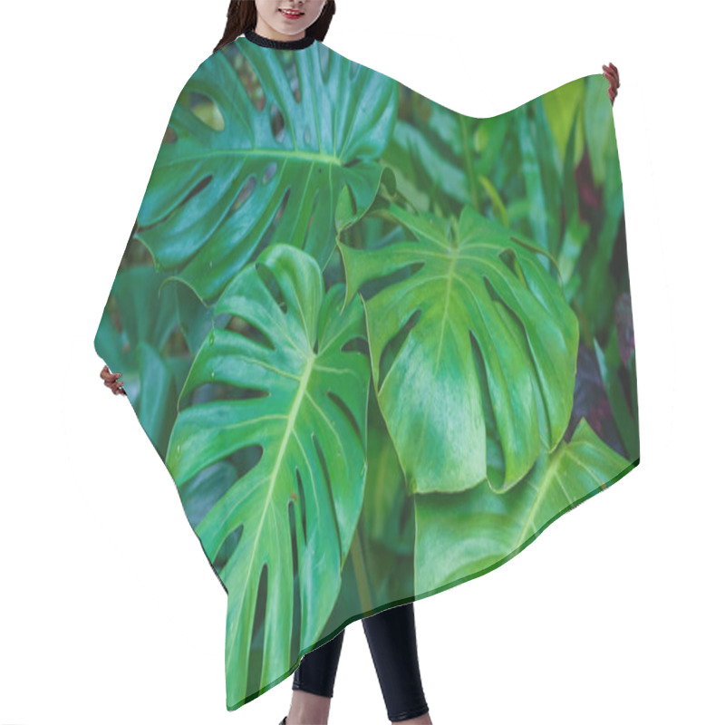 Personality  Wild Growing Hawaii Monstera Plant. Tropical Beautiful Green Background Of Big Monstera Leaves. Monstera Leaves Or Swiss Cheese Factory Or Monstera Gourmet In Nature                                Hair Cutting Cape