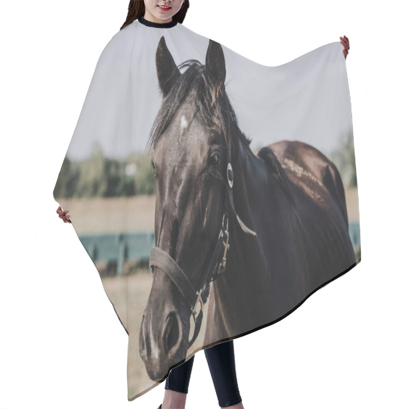 Personality  Close Up View Of Black Beautiful Horse Grazing On Meadow In Countryside Hair Cutting Cape